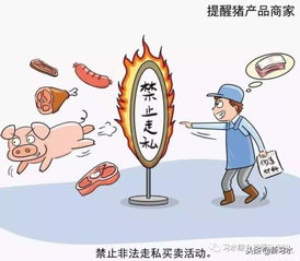 習水豬肉放心購，飼料原料供應穩——解析非洲豬瘟防控下的市場保障